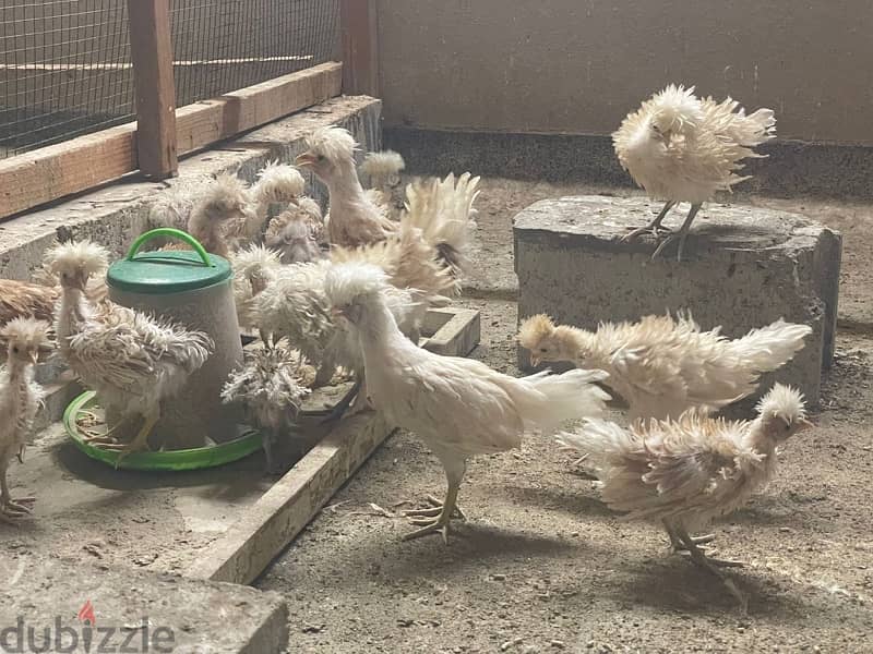 Frizzled Polish chicken for sale 1