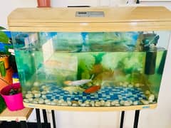 Big Fish Tank with Fish for Sale 0