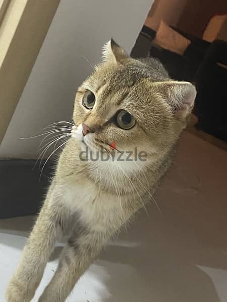 Scottish fold cat urgent sale 1