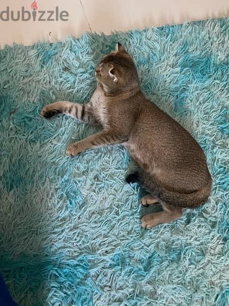 Scottish fold cat urgent sale 5