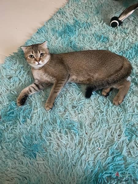 Scottish fold cat urgent sale 6