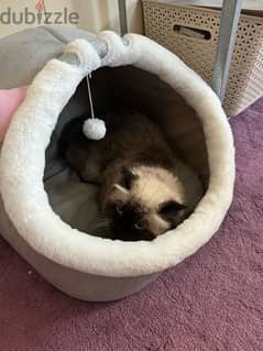 Himalayan cat for adoption