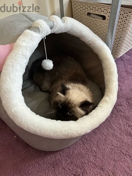 Himalayan cat for adoption 0