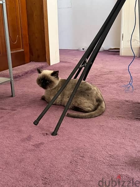 Himalayan cat for adoption 1