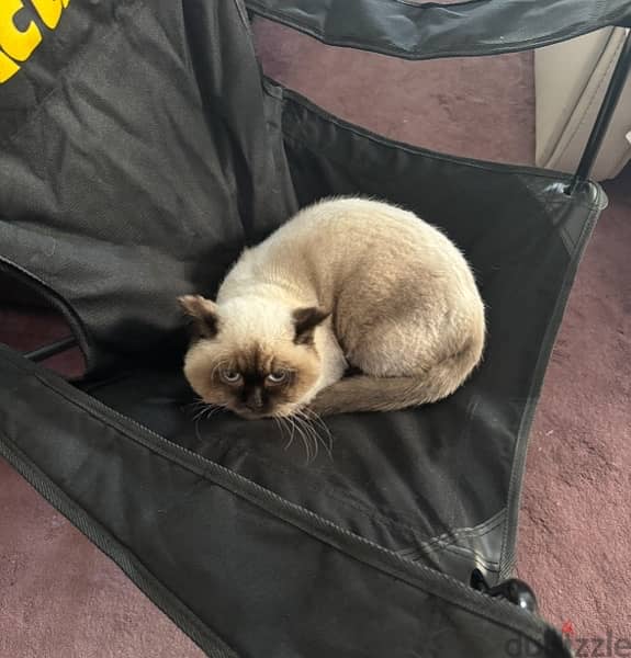 Himalayan cat for adoption 2