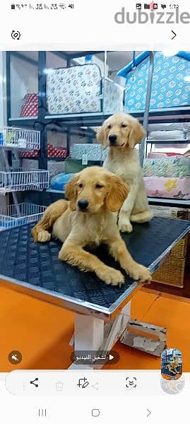 male and female golden rutviuler pupies top level 0