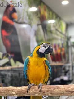 macaw parrot urgent sale 36000513