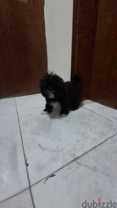 Shihtzu Havanese for sale 0