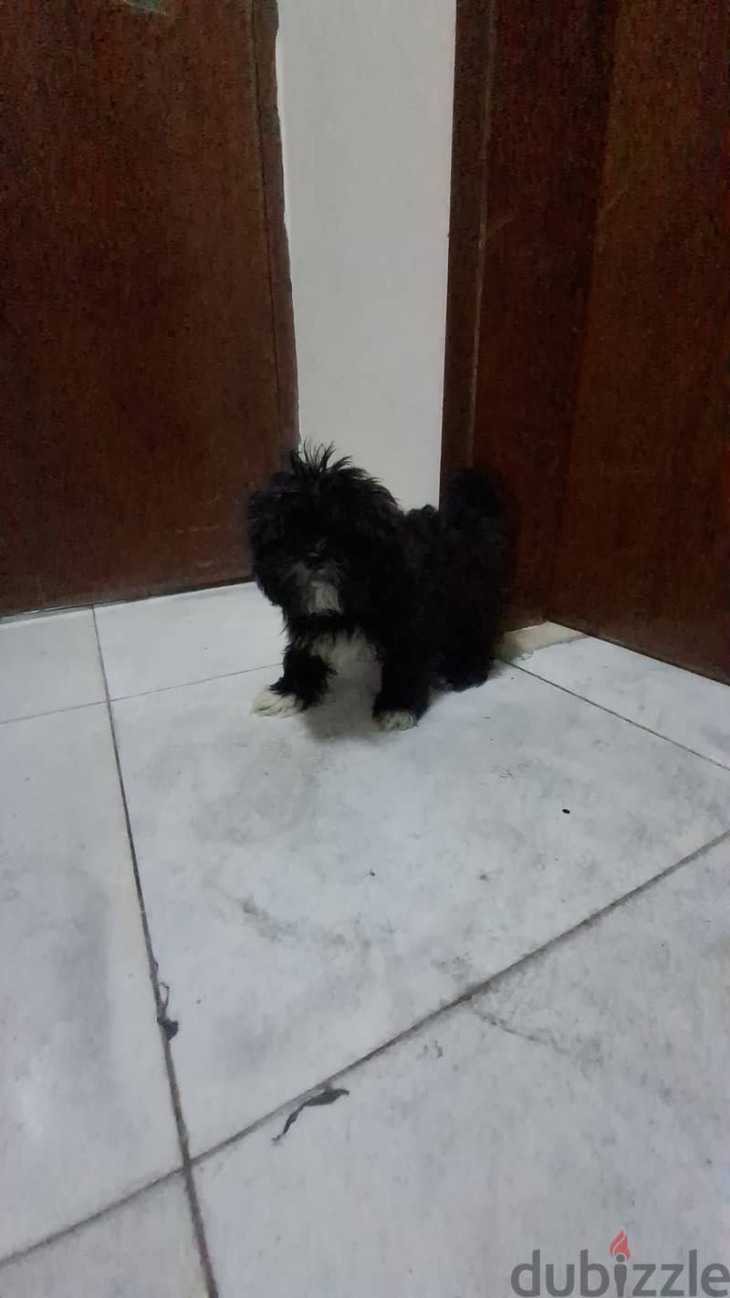 Shihtzu Havanese for sale 0