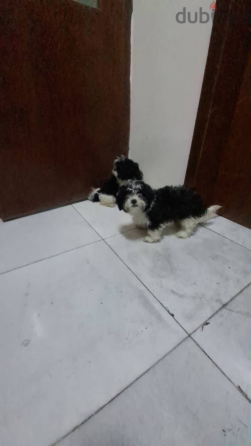 Shihtzu Havanese for sale 1