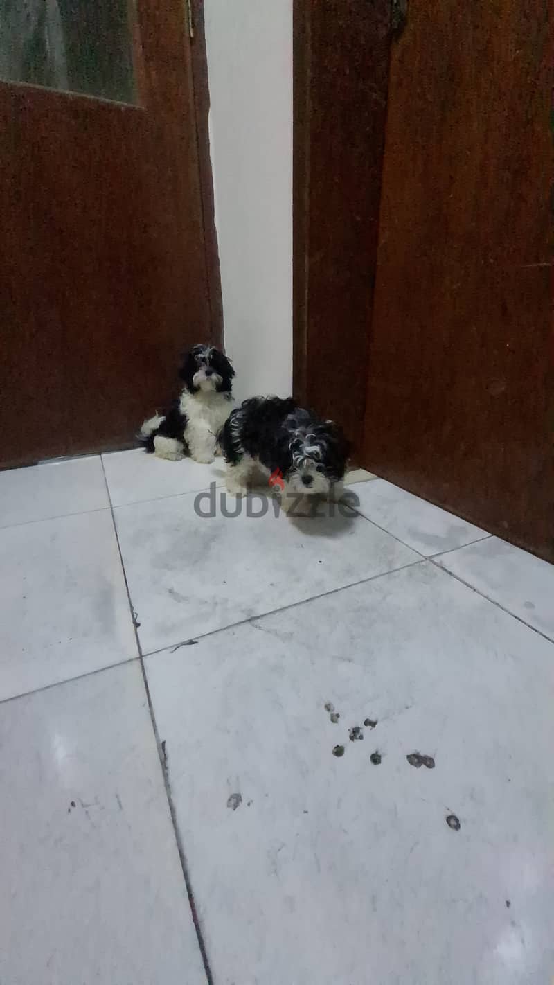 Shihtzu Havanese for sale 2