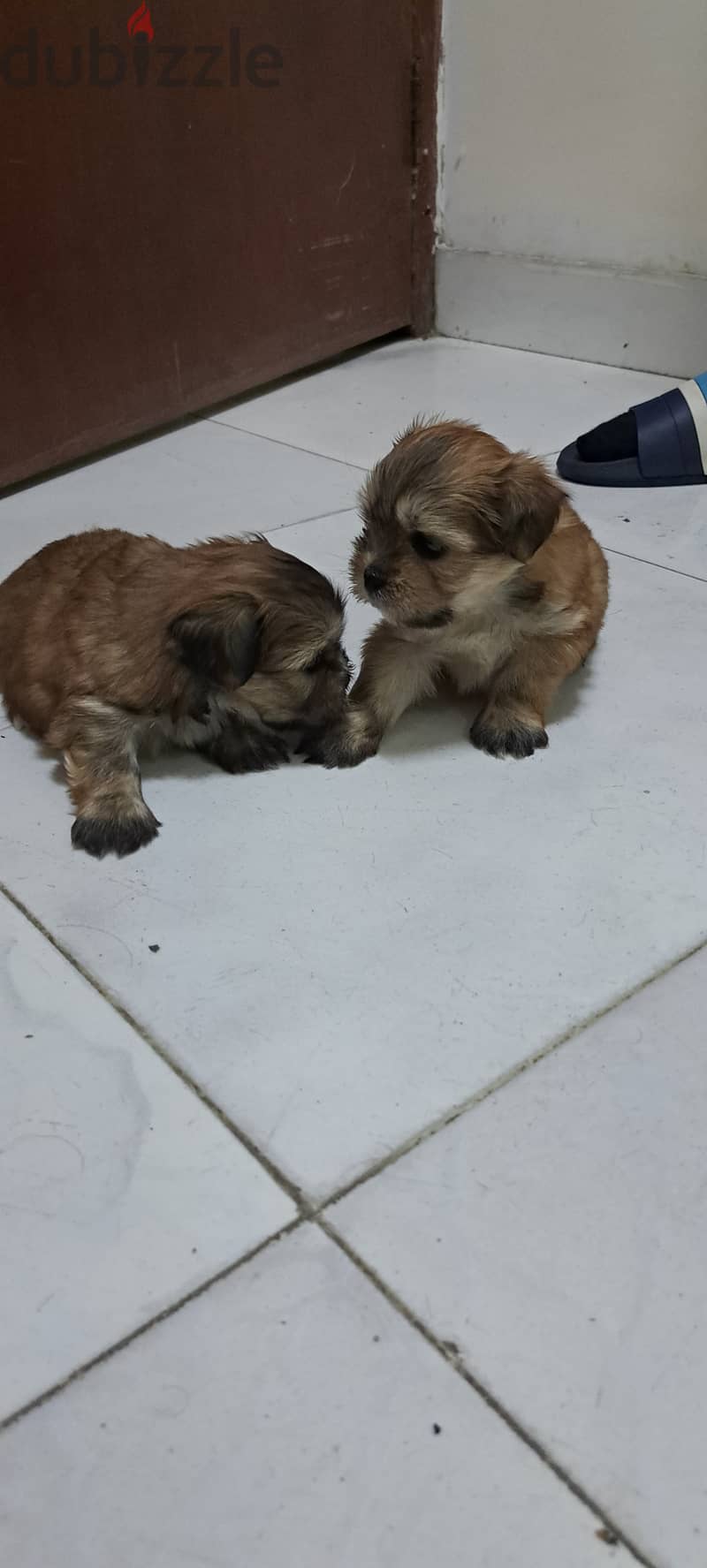 Shihtzu Havanese for sale 3