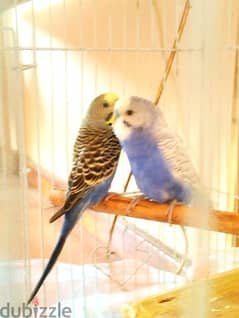 Budgies