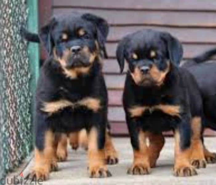 male rottweiler puppies top level 0