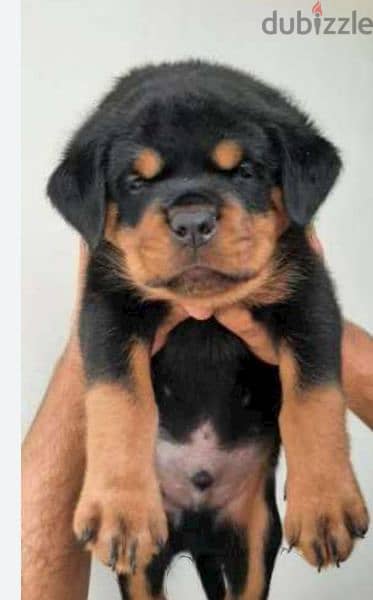 male rottweiler puppies top level 1