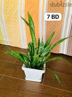 Indoor plants for sale 0