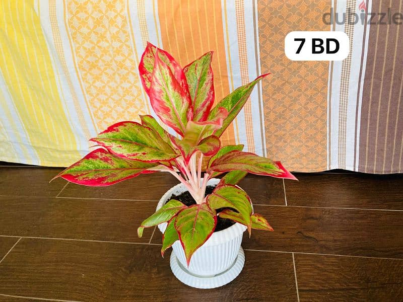 Indoor plants for sale 1