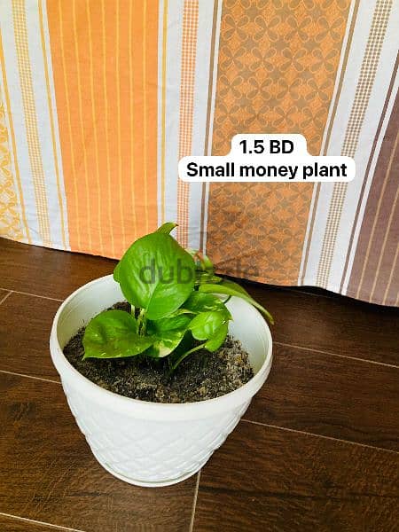 Indoor plants for sale 2