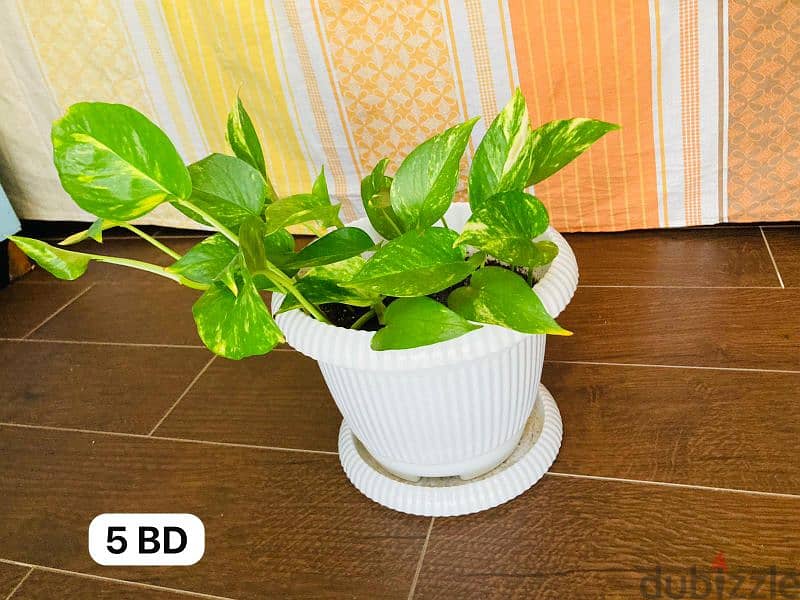 Indoor plants for sale 3