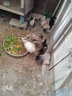 8 chickens for sale urgently 0