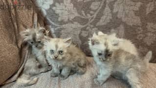 kittens for adoption