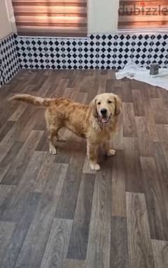 urgent sale golden retriever 0