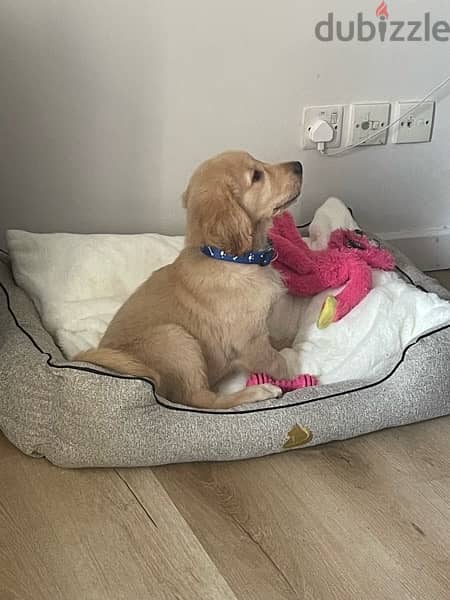 urgent sale golden retriever 1