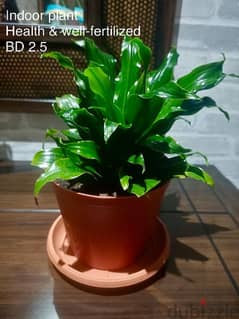 Indoor plants for sale 0