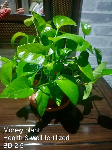 Indoor plants for sale 1