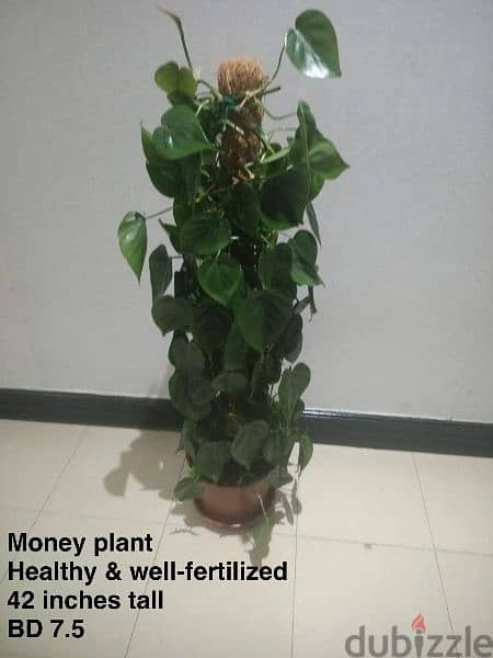 Indoor plants for sale 2