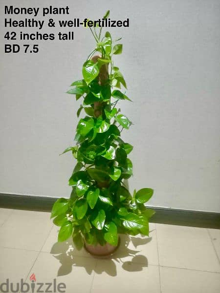 Indoor plants for sale 3