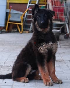 German shepherd puppies يراوه جيرمن شيبرد