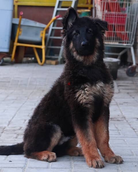 German shepherd puppies يراوه جيرمن شيبرد 0