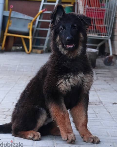 German shepherd puppies يراوه جيرمن شيبرد 1