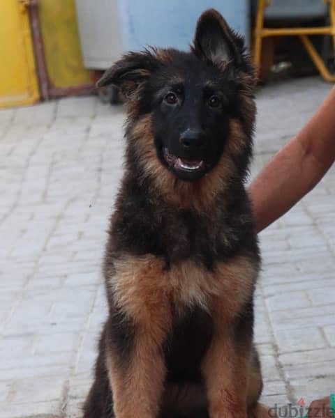 German shepherd puppies يراوه جيرمن شيبرد 2