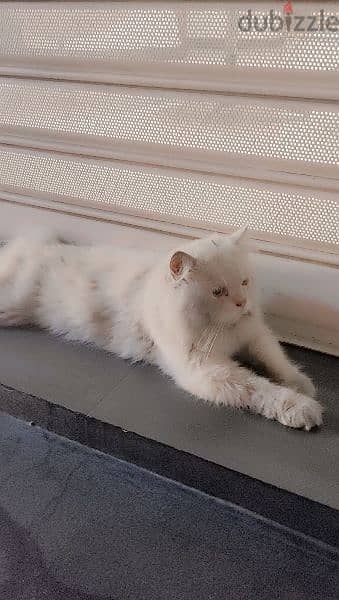 Persian Cat 1