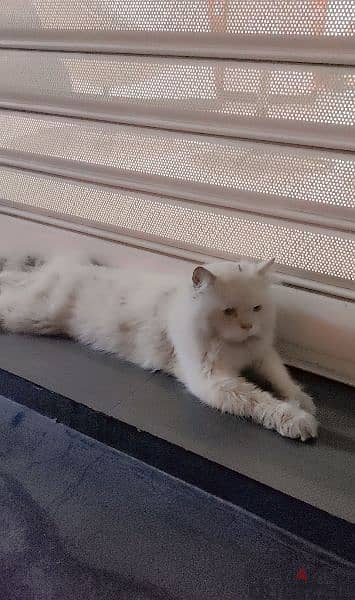 Persian Cat 2