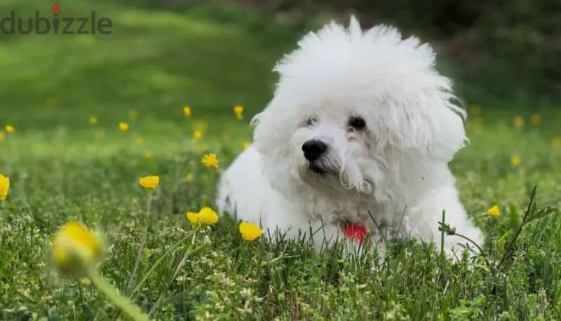 Belgian Pomeranian Frise 1