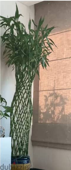 Bamboo Plant 2.5 meter height with Pot