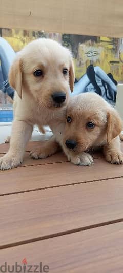 pue golden retriever puppy's