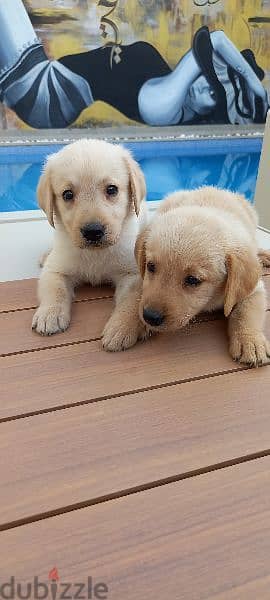 pue golden retriever puppy's 1