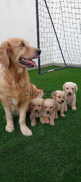 pue golden retriever puppy's 2