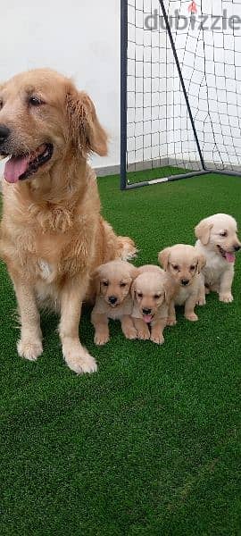 pue golden retriever puppy's 3