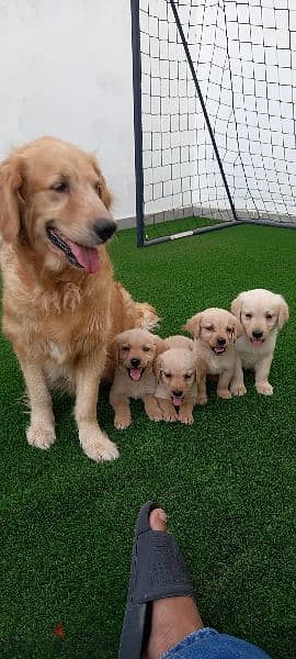 pue golden retriever puppy's 4