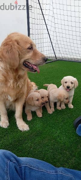 pue golden retriever puppy's 5