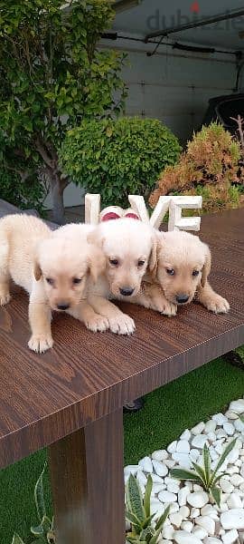 pue golden retriever puppy's 6