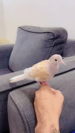 tamed Dove ياكريم 0