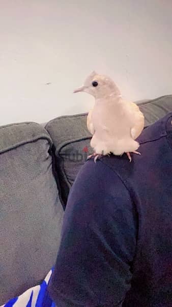 tamed Dove ياكريم 1