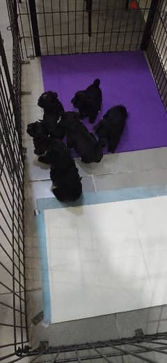 free 1 month Old Shitzu bread puppies 0