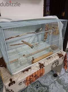 2 LoveBirds With Cage for sale